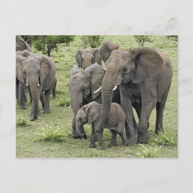 African Elephant Herd Postcard (Front)