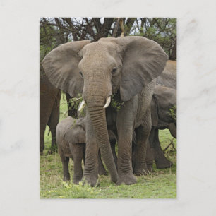 African Elephant   Herd Postcard