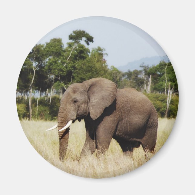 African Elephant in Masai Mara, Kenya magnet (Front)