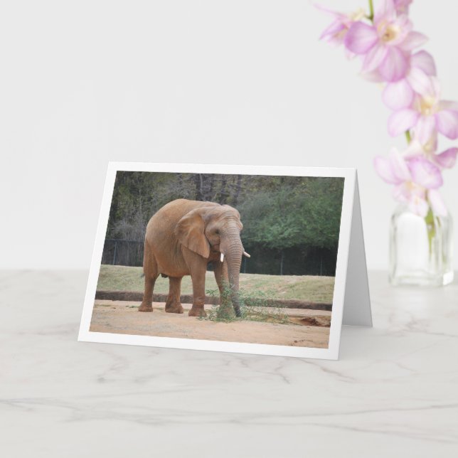 African Elephant in Park Card (Orchid)