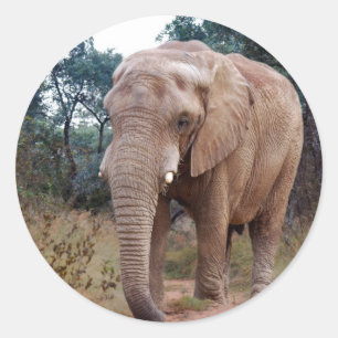 African elephant in the bush classic round sticker