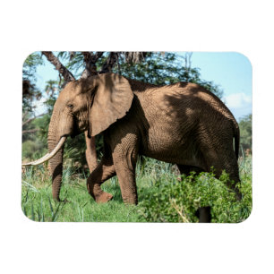 African Elephant in the Safari Magnet