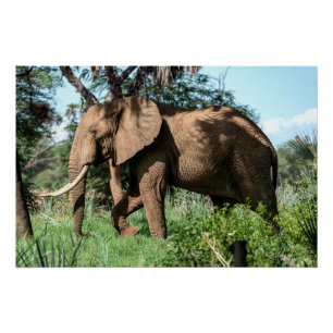 African Elephant in the Safari Poster