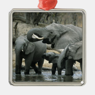 African Elephant, (Loxodonta africana), drinking Metal Ornament