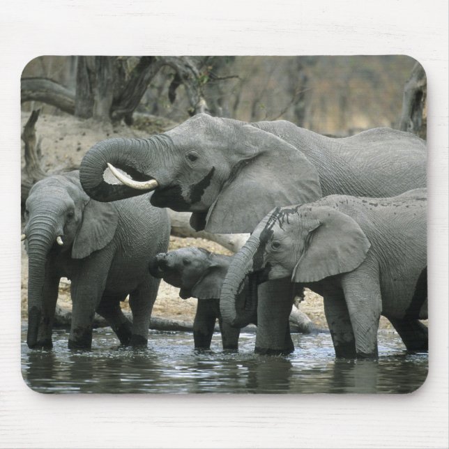 African Elephant, (Loxodonta africana), drinking Mouse Pad (Front)