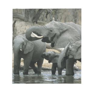 African Elephant, (Loxodonta africana), drinking Notepad