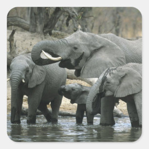African Elephant, (Loxodonta africana), drinking Square Sticker