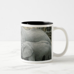 African Elephant, (Loxodonta africana), drinking Two-Tone Coffee Mug