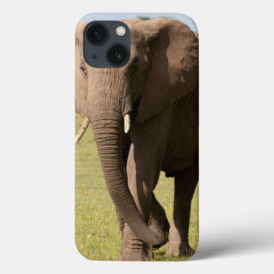 African Elephant (Loxodonta Africana), Maasai iPhone 13 Case