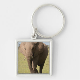 African Elephant (Loxodonta Africana), Maasai Key Ring