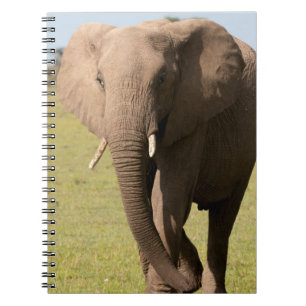 African Elephant (Loxodonta Africana), Maasai Notebook