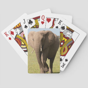 African Elephant (Loxodonta Africana), Maasai Playing Cards