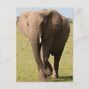 African Elephant (Loxodonta Africana), Maasai Postcard
