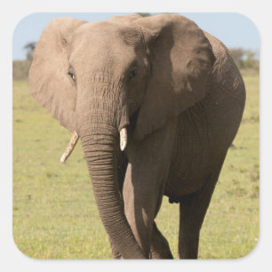 African Elephant (Loxodonta Africana), Maasai Square Sticker