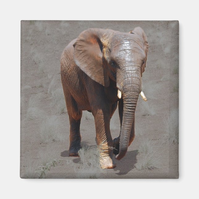 African elephant magnet (Front)