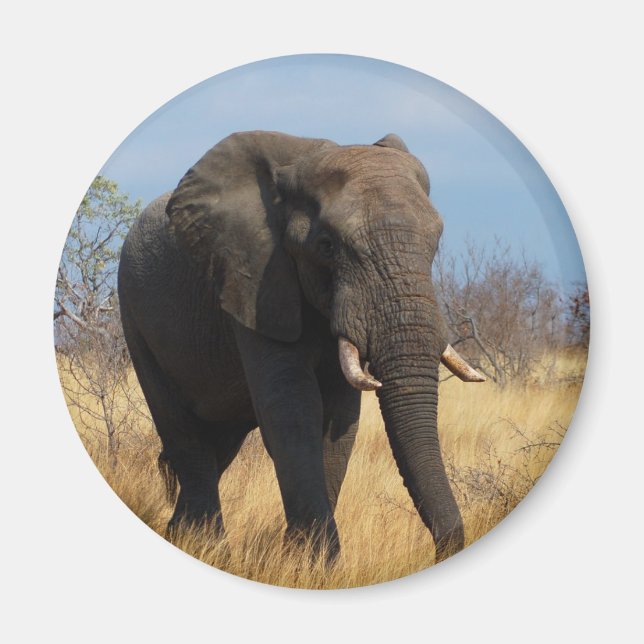 African Elephant Magnet (Front)