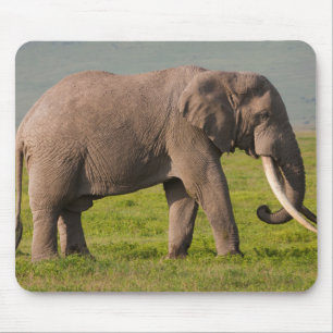 African Elephant, Ngorongoro Conservation Area Mouse Pad