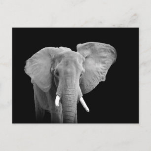 African Elephant on Black - Postcard