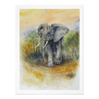 African Elephant Photo Print