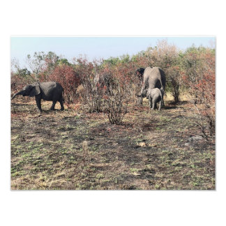 African Elephant photo print