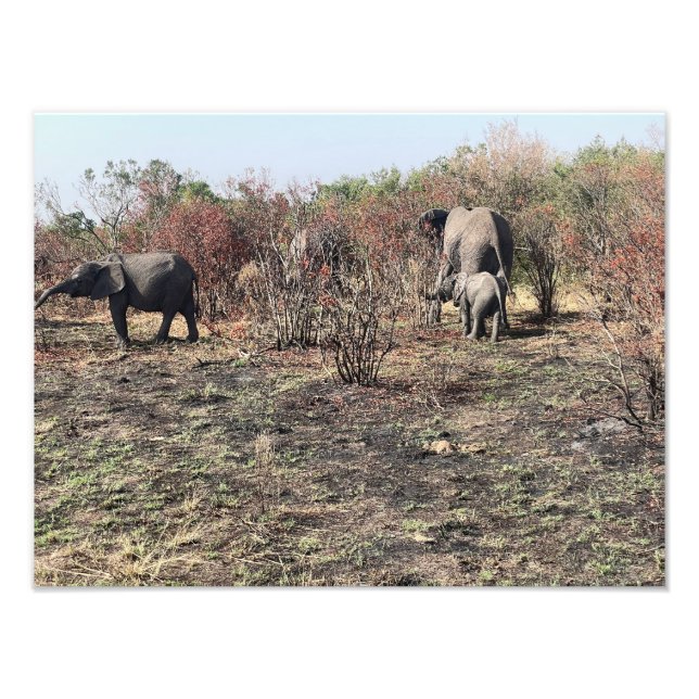 African Elephant photo print (Front)