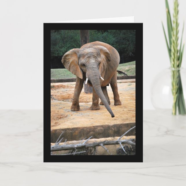 African Elephant Portrait Card (Front)