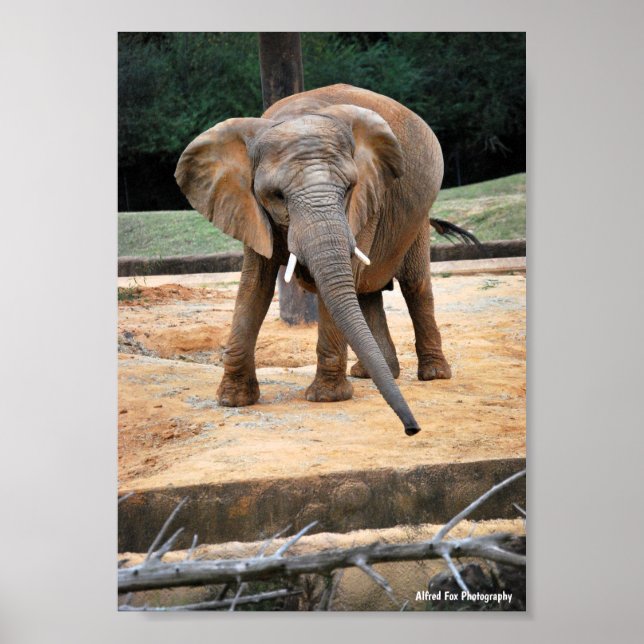 African Elephant Portrait Poster (Front)
