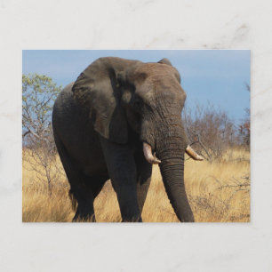 African Elephant Postcard