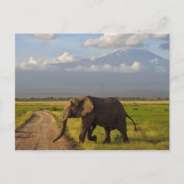 African Elephant Postcard (Front)