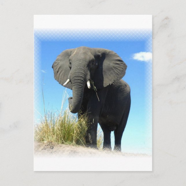 African Elephant Postcard (Front)