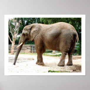 African elephant poster