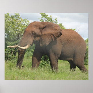 african elephant poster