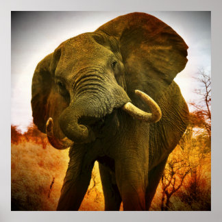 African Elephant Poster