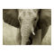 African Elephant poster, print, picture