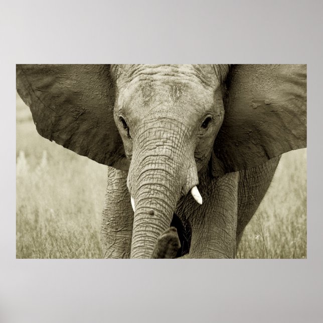 African Elephant poster, print, picture Poster (Front)