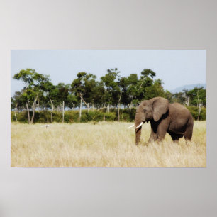 African Elephant poster print wall hanging