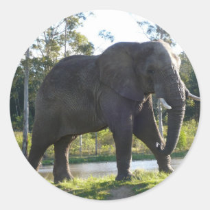 African Elephant Sticker