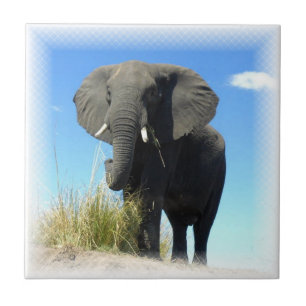 African Elephant Tile