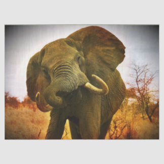 African Elephant  Tissue Paper