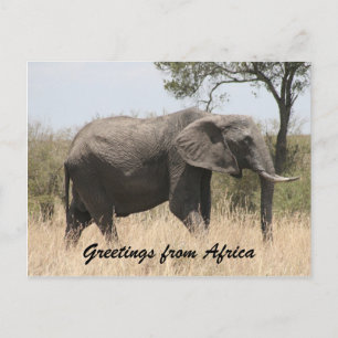 african elephant tusk greetings postcard
