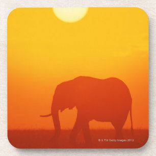 African elephant walking at sunset , Kenya Coaster