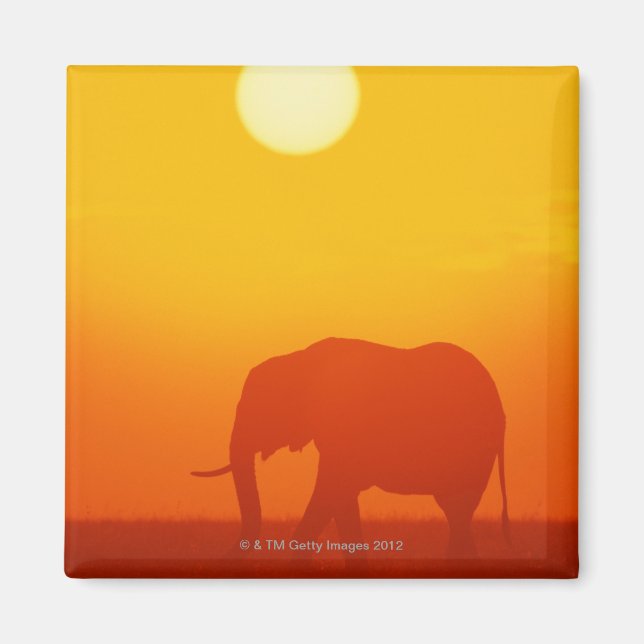 African elephant walking at sunset , Kenya Magnet (Front)