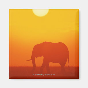 African elephant walking at sunset , Kenya , Magnet