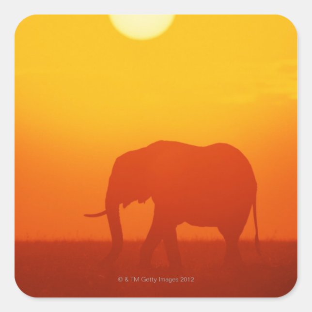 African elephant walking at sunset , Kenya Square Sticker (Front)