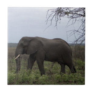 African Elephant Wildlife PhotoTile Tile