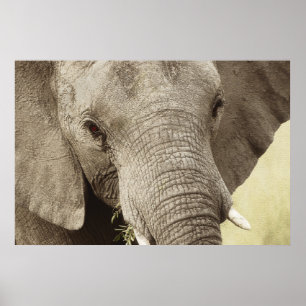 African elephant wildlife posters, images, prints