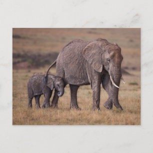 African Elephant with Baby Postcard