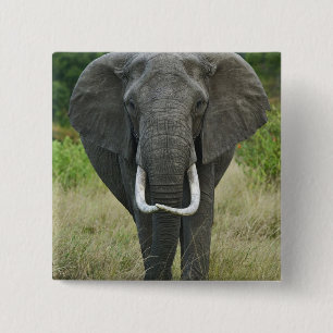 African Elephantna loxodonta, Masai Mara Game 15 Cm Square Badge