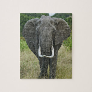 African Elephantna loxodonta, Masai Mara Game Jigsaw Puzzle