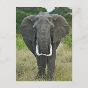 African Elephantna loxodonta, Masai Mara Game Postcard